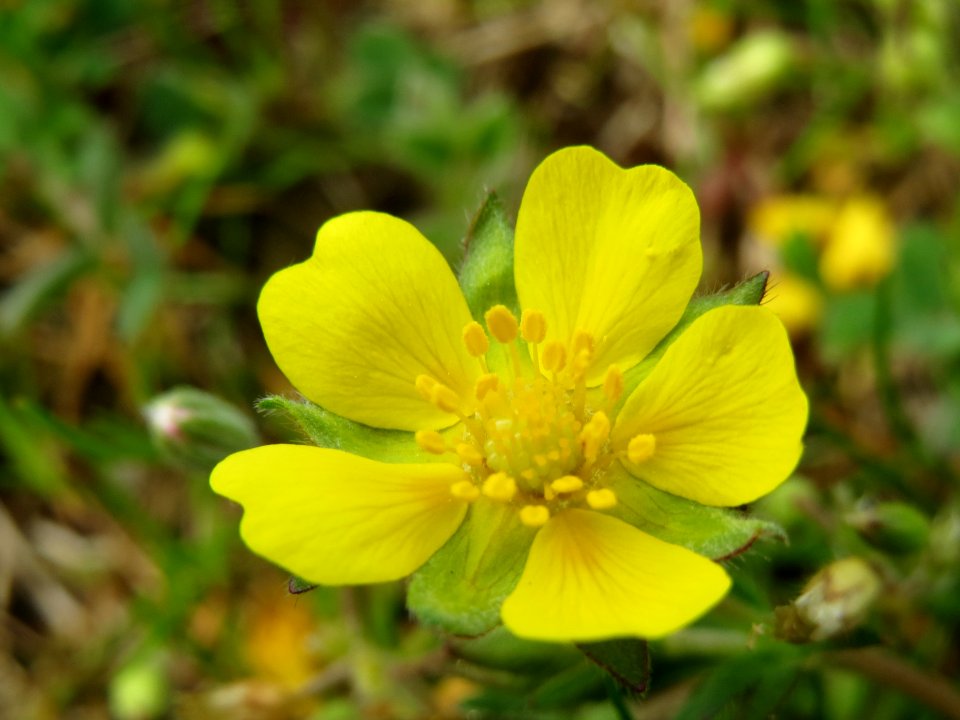 20140407Potentilla_neumanniana