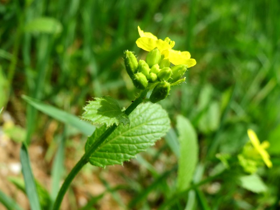 20140407Sinapis_alba5