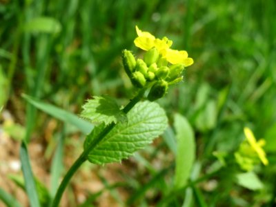 20140407Sinapis_alba5