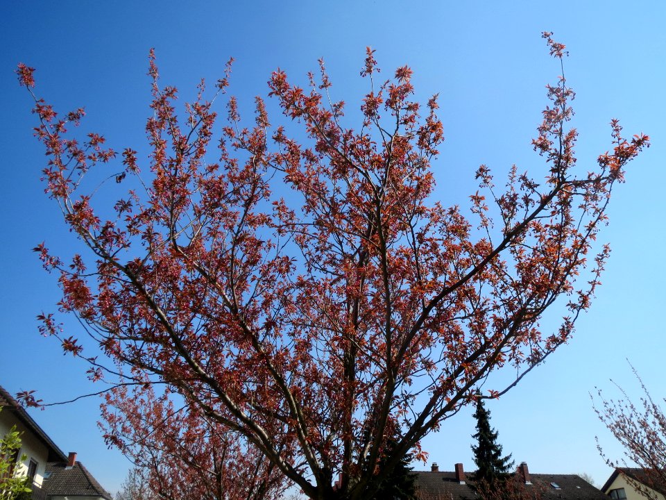 20140328Prunus_serrulata02