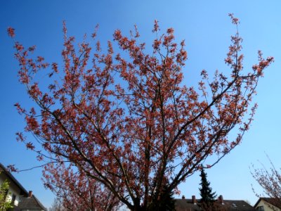 20140328Prunus_serrulata02