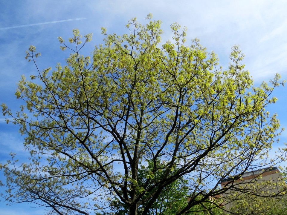 20140407Quercus_rubra3