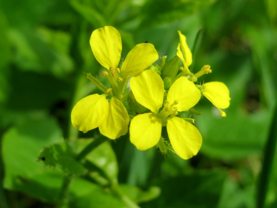 20140407Sinapis_alba2