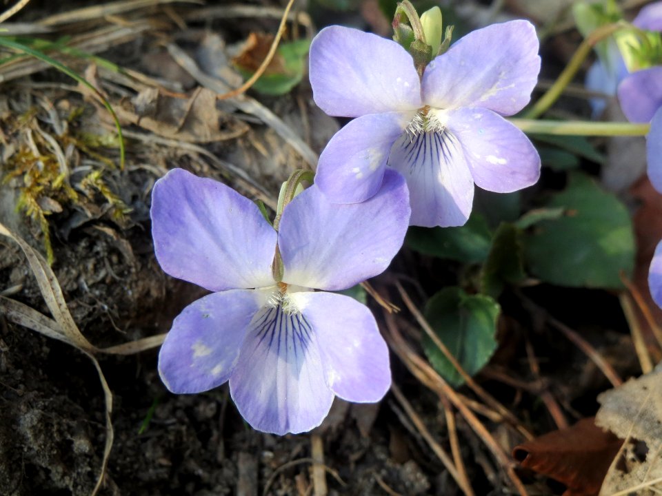 20140327Viola_riviniana4