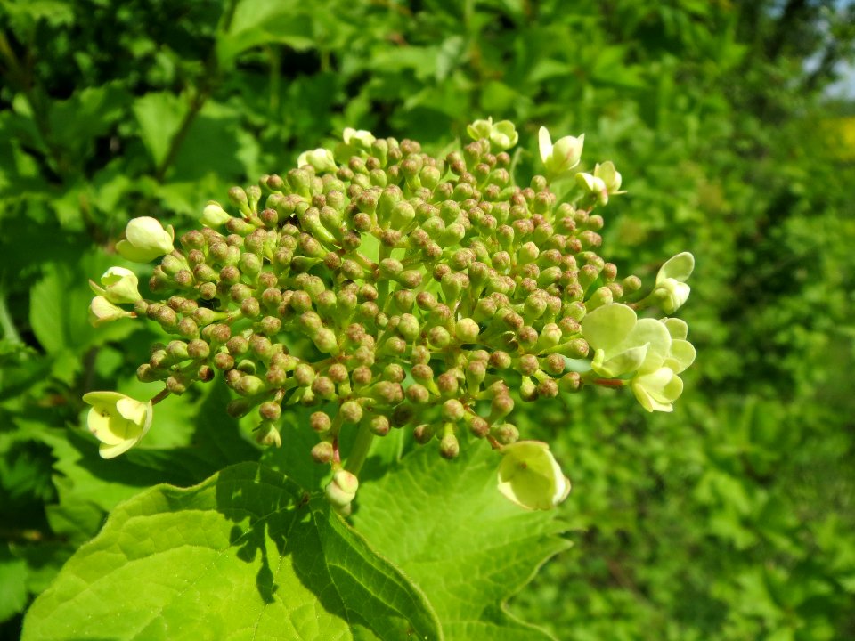 20140420Viburnum_opulus1