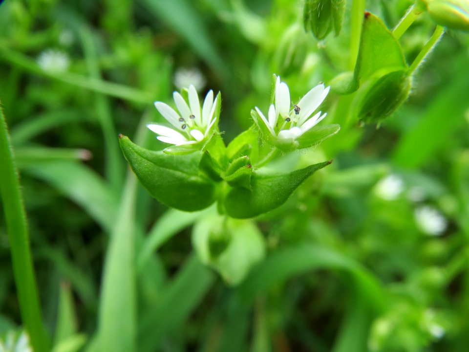 20140407Stellaria_media3