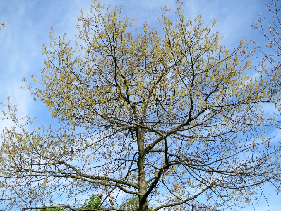 20140407Quercus_rubra1