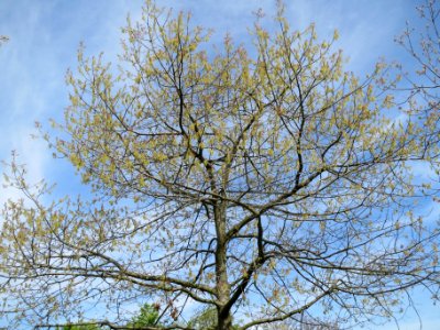 20140407Quercus_rubra1