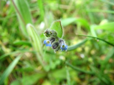 20140407Myosotis_stricta2