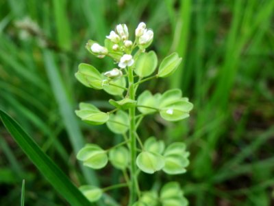 20140407Microthlaspi_perfoliatum2