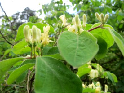 20140418Lonicera_xylosteum5