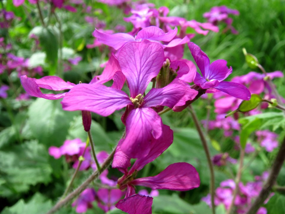 20140407Lunaria_annua2