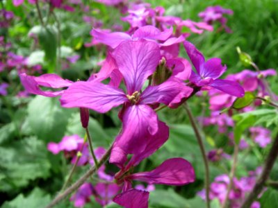 20140407Lunaria_annua2