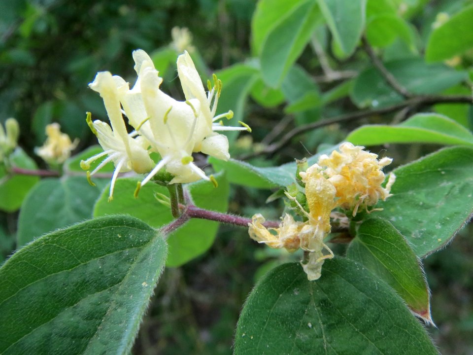 20140418Lonicera_xylosteum4