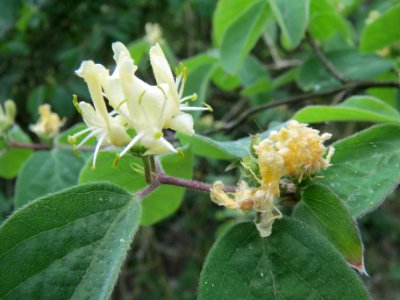 20140418Lonicera_xylosteum4
