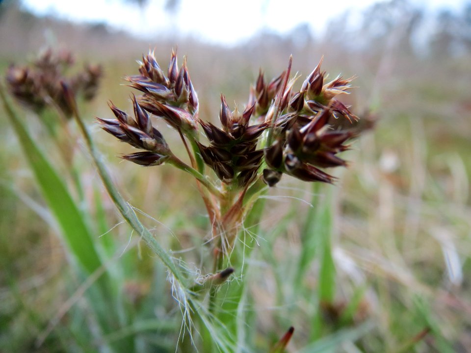 20140324Luzula_campestris1