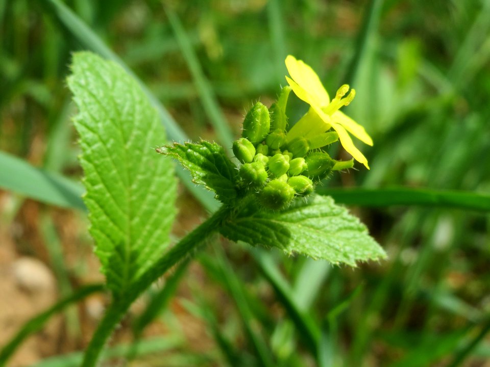 20140407Sinapis_alba4