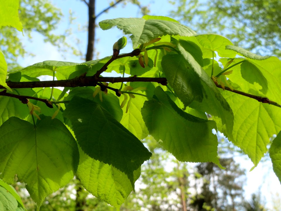 20140418Tilia_cordata