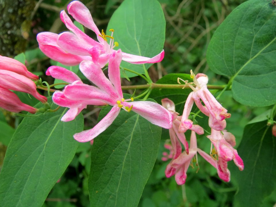 20140407Lonicera_tatarica4