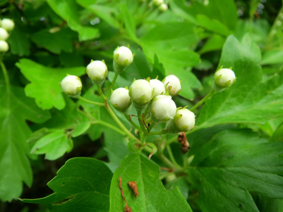 20140407Crataegus_monogyna2