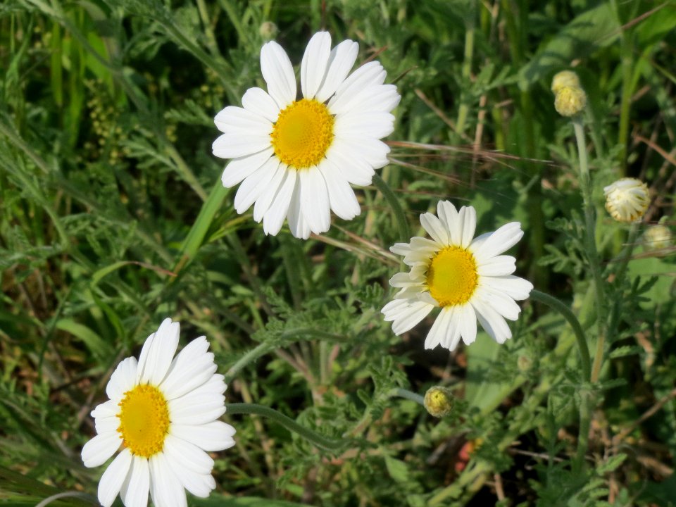 20140419Anthemis_arvensis1