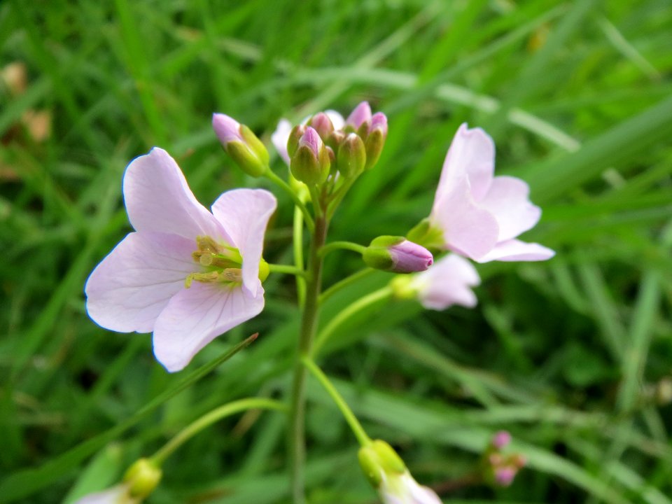 20140331Cardamine_pratensis2