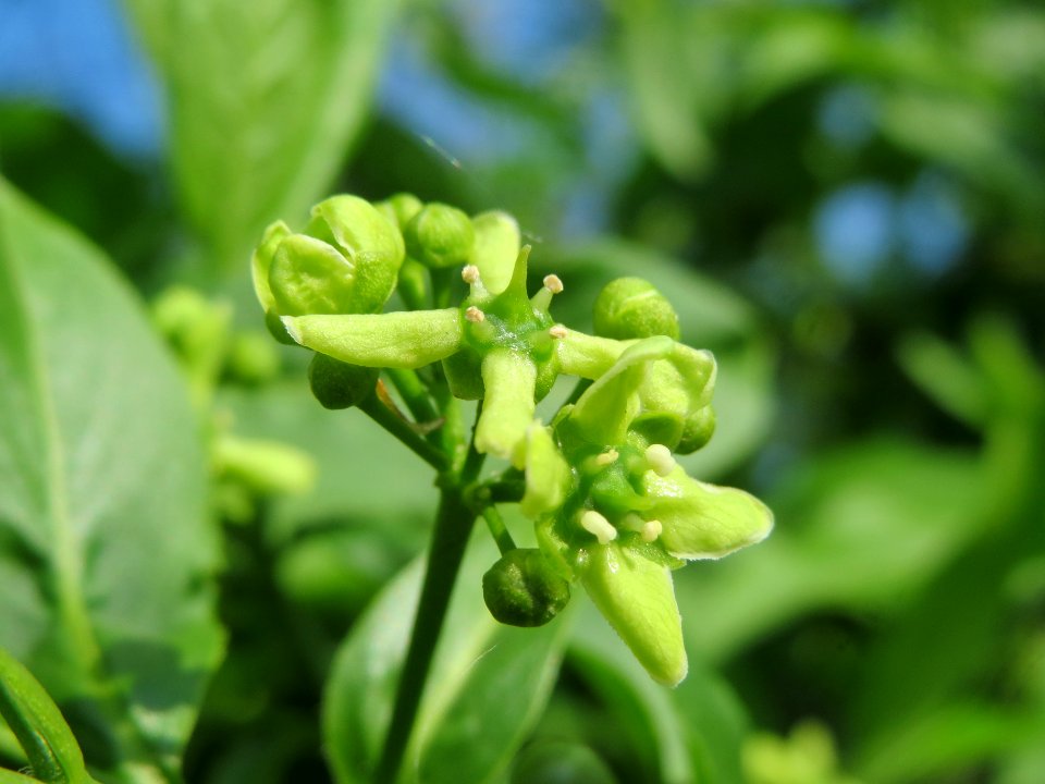 20140406Euonymus_europaeus2