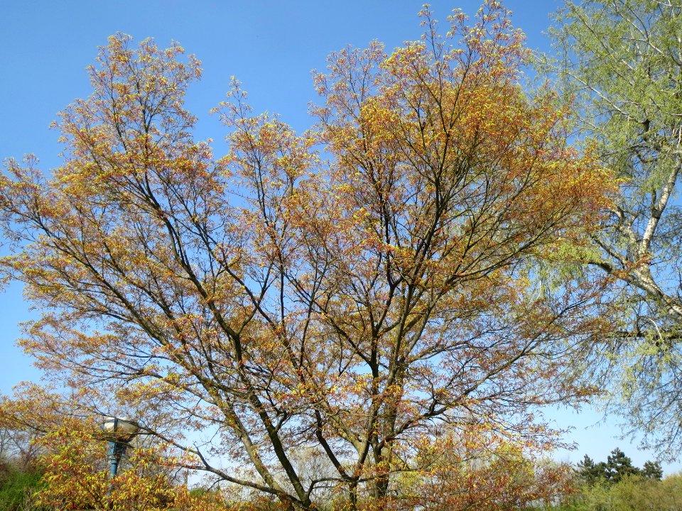 20140328Acer_palmatum1