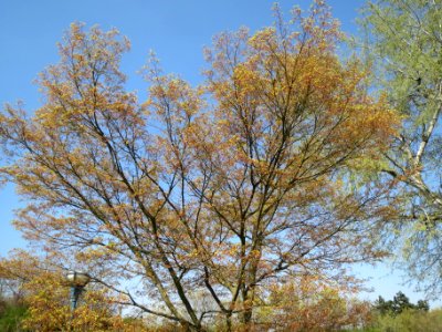 20140328Acer_palmatum1