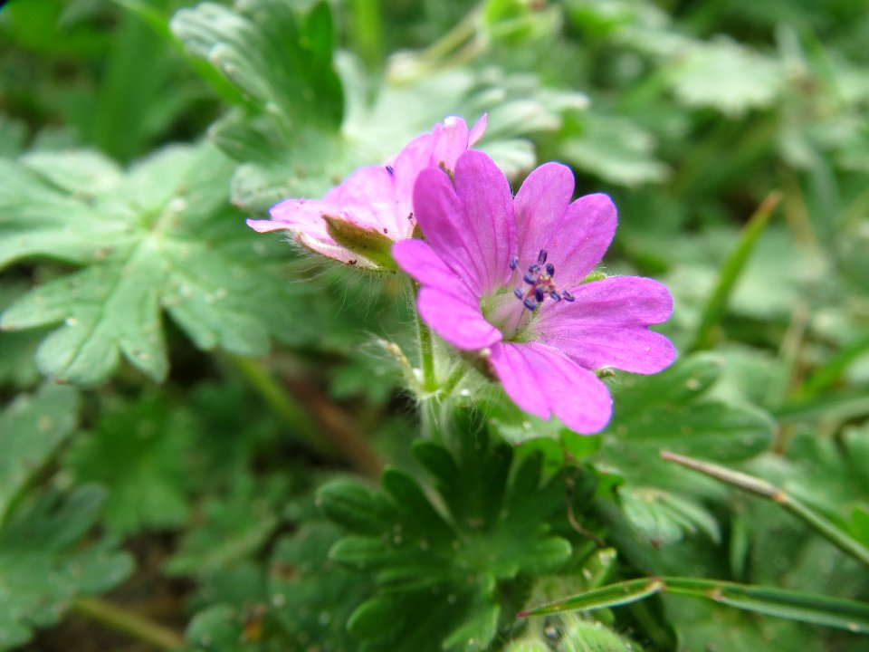 20140407Geranium_molle3