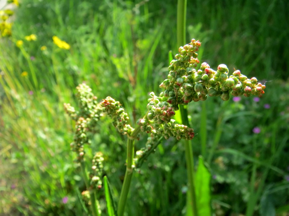20140420Rumex_acetosa1