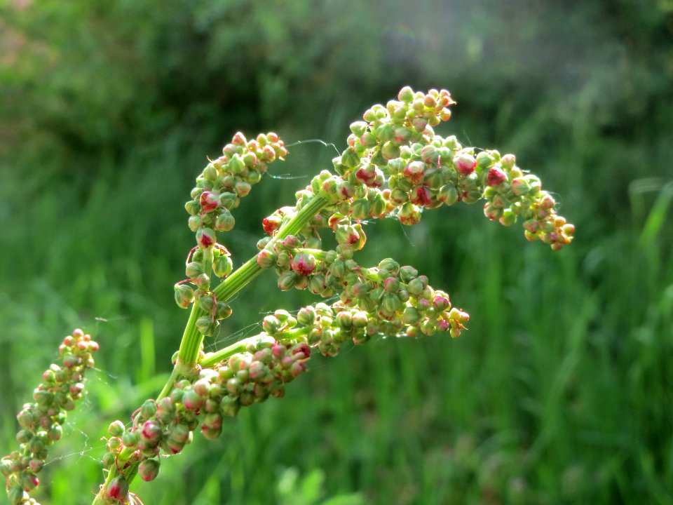 20140420Rumex_acetosa2