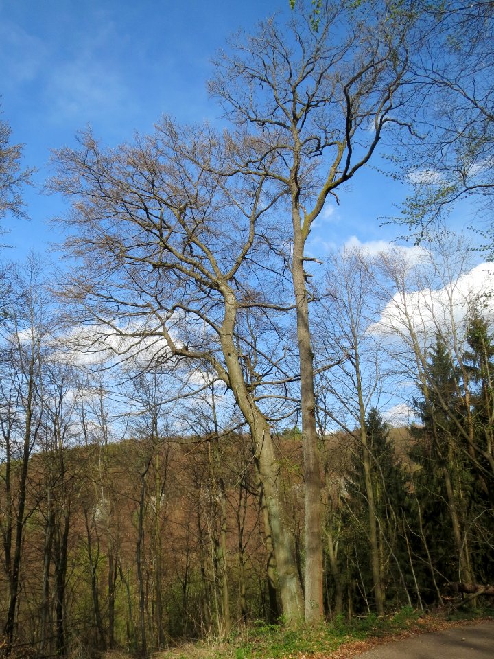 20140402Fagus_sylvatica3