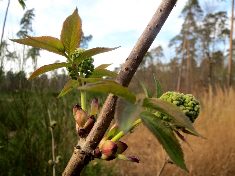 20140327Sambucus_racemosa3