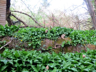 20140402Allium_ursinum