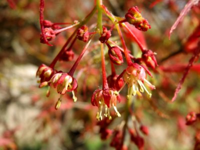 20140402Acer_palmatum_cultivars2