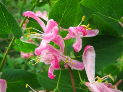 20140407Lonicera_tatarica1