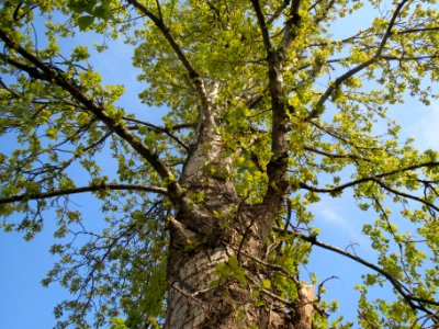 20140327Populus2