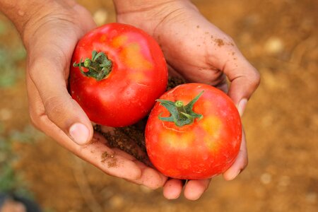 Organic food vegetable
