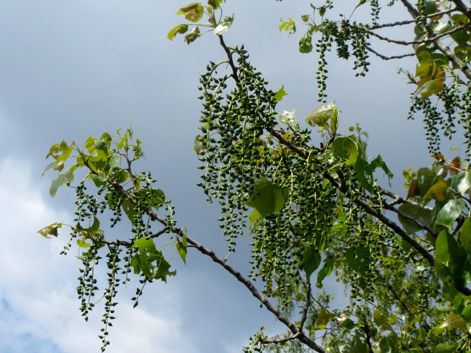 20140420Pappel_Hockenheim2