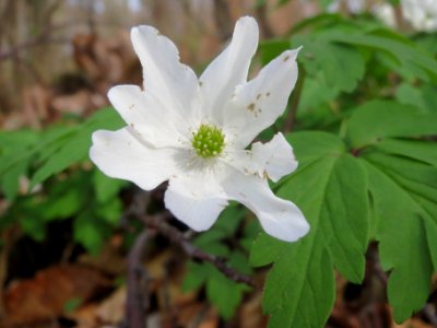 20140402Anemone_nemorosa4