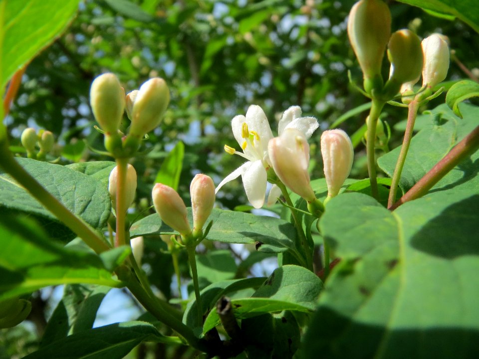 20140407Lonicera_xylosteum3