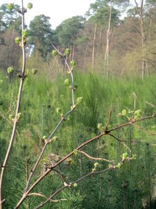 20140327Sambucus_racemosa2