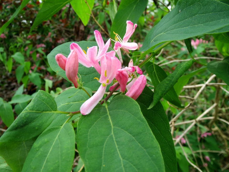 20140407Lonicera_tatarica3