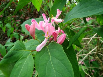 20140407Lonicera_tatarica3