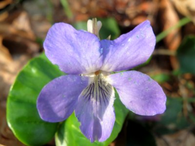 20140328Viola_riviniana