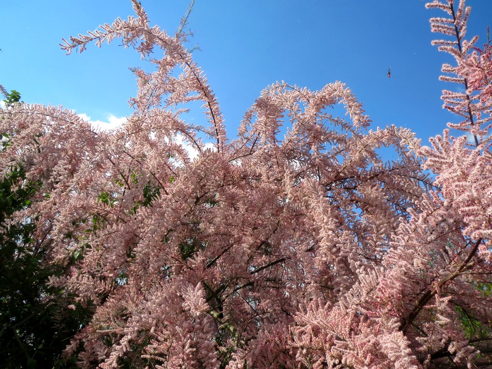 20140420Tamarix_gallica2