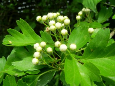 20140407Crataegus_monogyna3