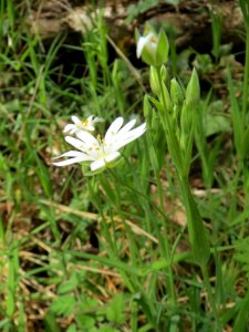 20140330Stellaria_holostea5
