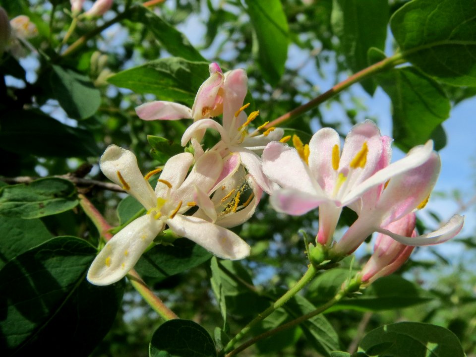 20140407Lonicera_xylosteum5